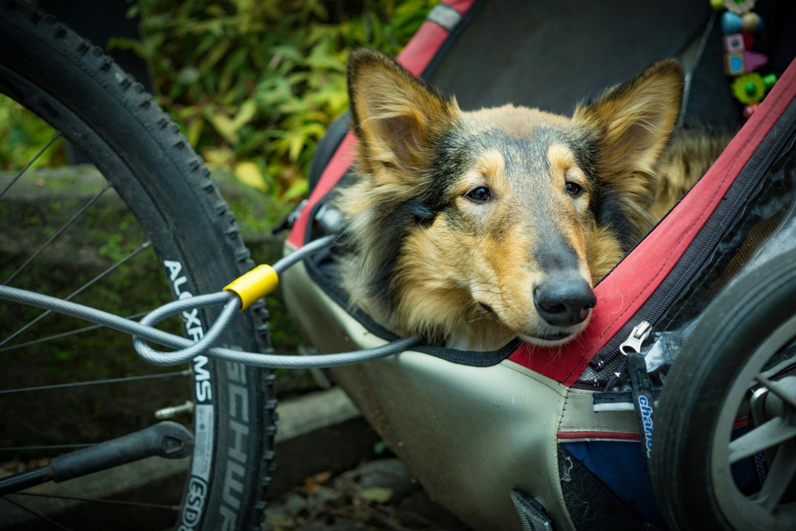 remorque vélo pour chien